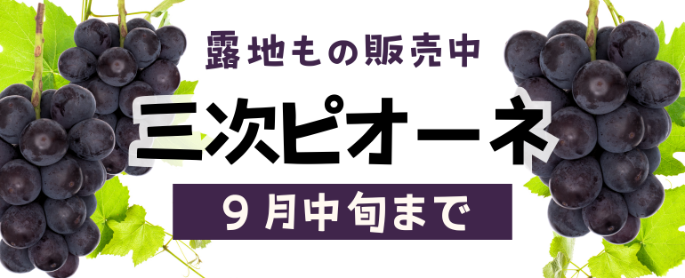 三次ピオーネぶどう販売中